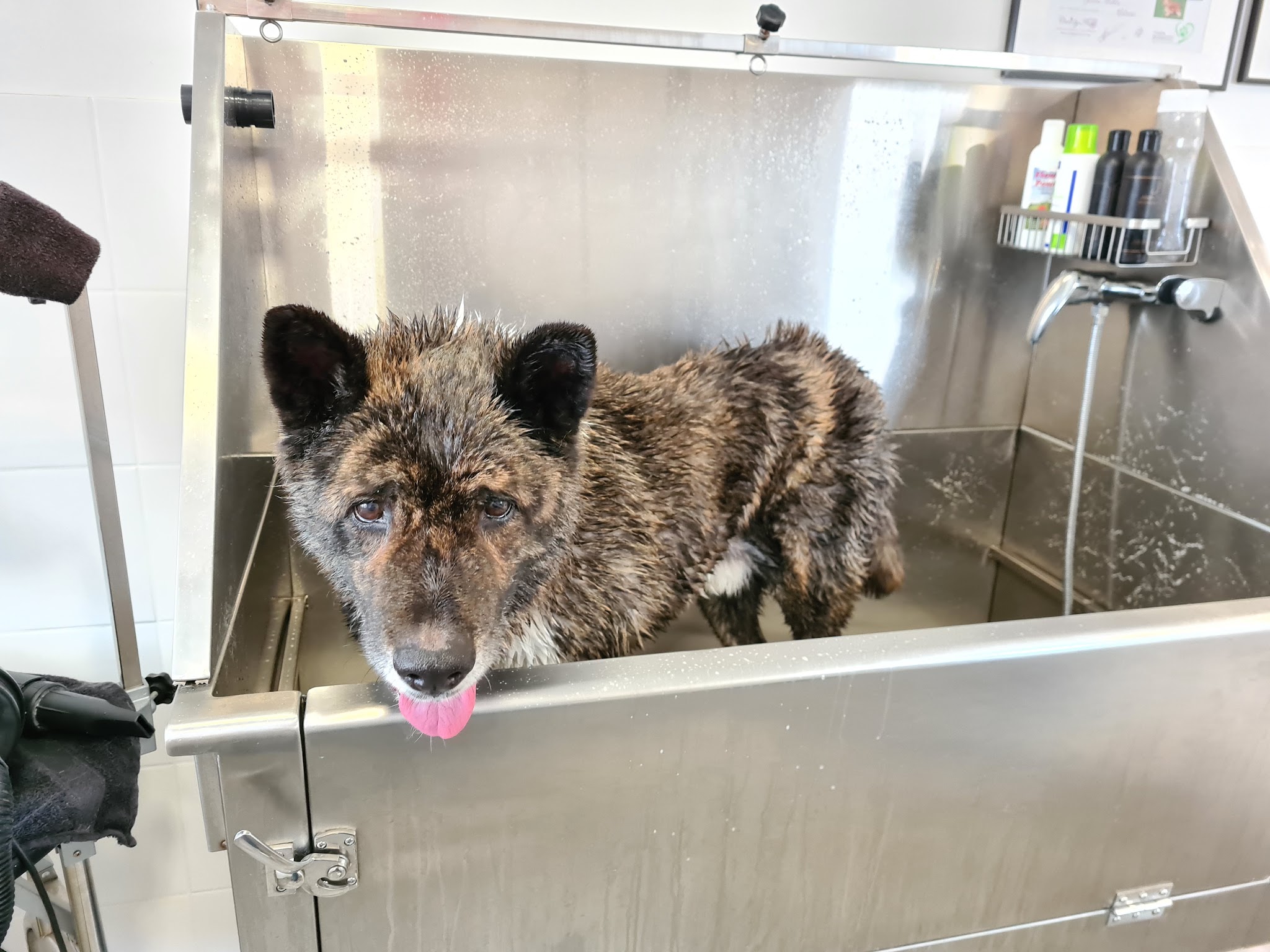 Een hond met een gestroomde vacht staat in de rvs spoelbak van de salon