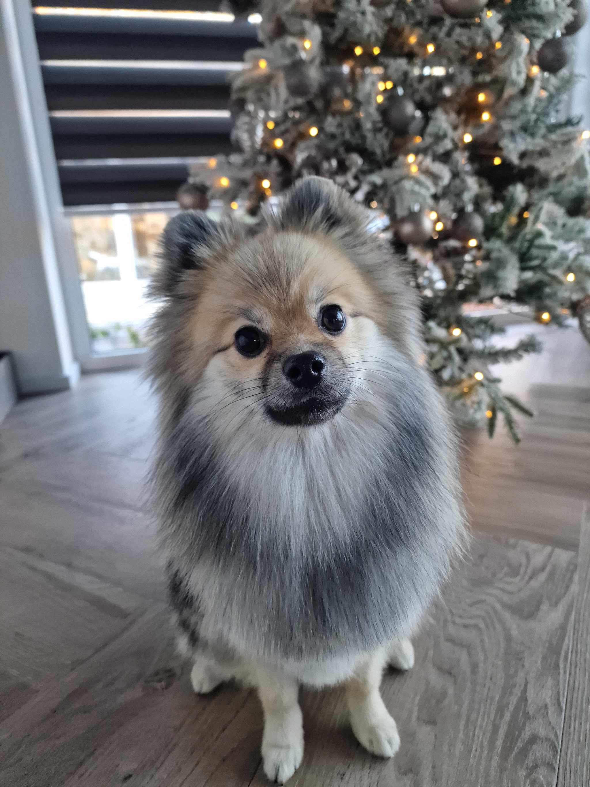 Een pomeriaan met een lichte vacht zit op een houten vloer voor een kerstboom